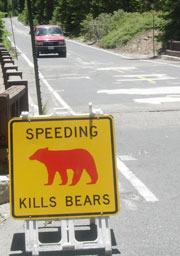 bear.sign.car-web